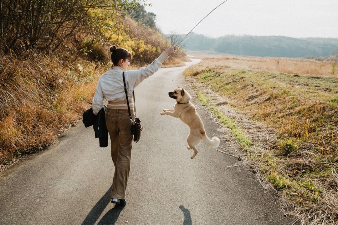 Woman in brown pants playfully holds a stick as a dog leaps up to catch it on a sunny rural road, creating a joyful outdoor moment.