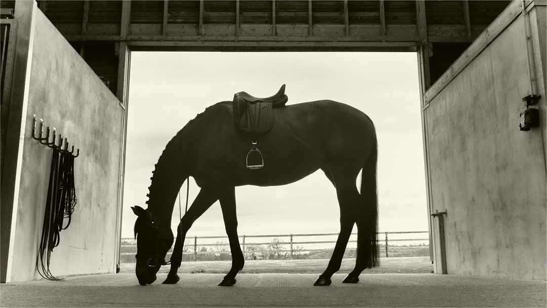 A dark horse with a saddle stands in a barn doorway with gray sky in the background; tack is on the wall to the left.