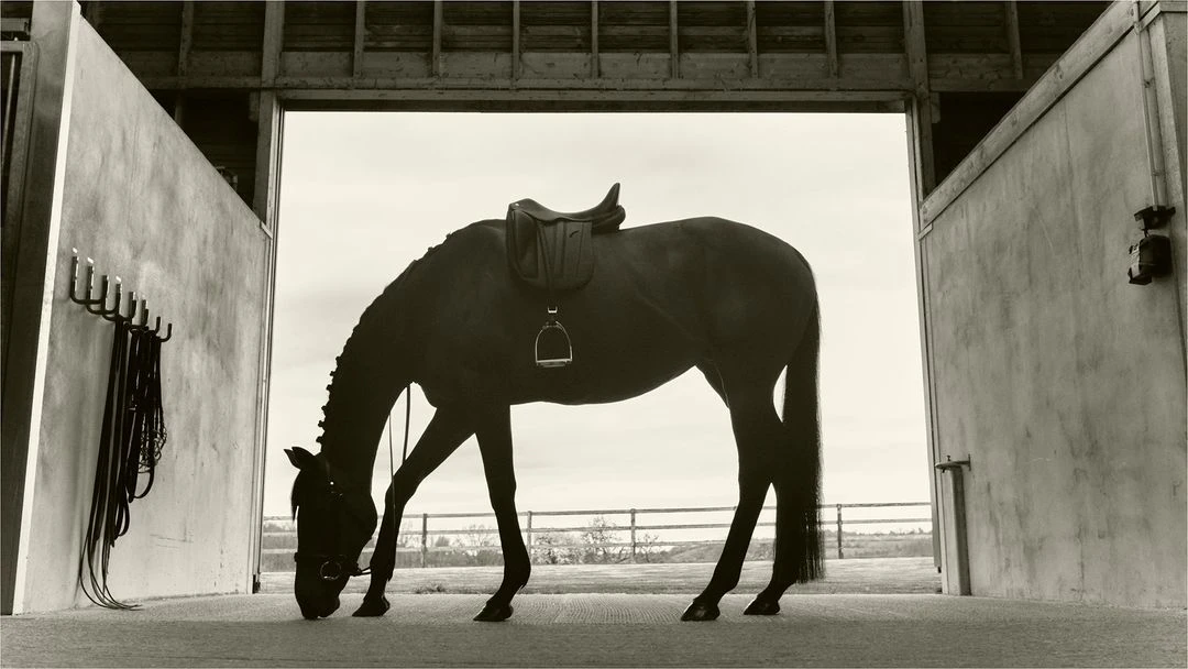 A dark horse with a saddle stands in a barn doorway with gray sky in the background; tack is on the wall to the left.