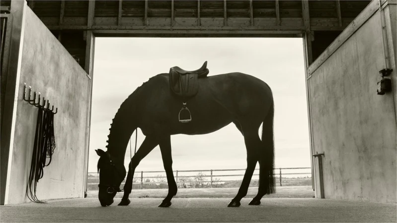 A dark horse with a saddle stands in a barn doorway with gray sky in the background; tack is on the wall to the left.
