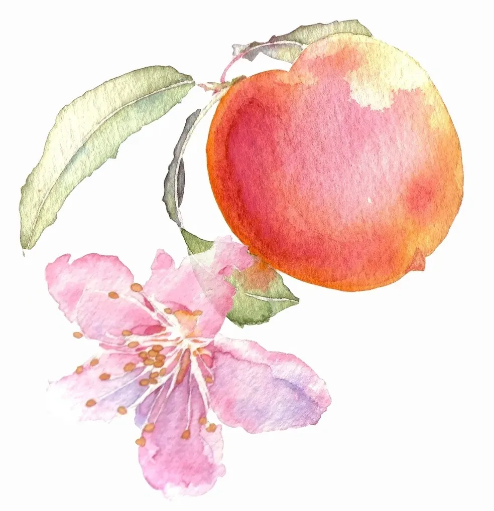 Watercolor painting of a peach on a branch next to a blossom, showcasing vibrant pink, peach, and green hues against a white background.