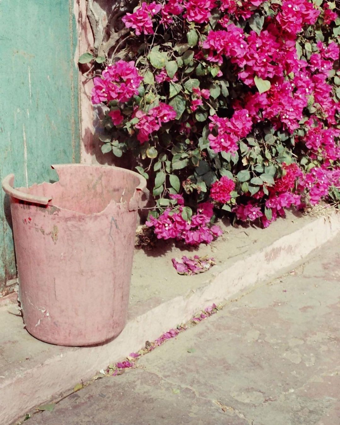 Pink bougainvillea vines climb up a weathered green wall beside a timeworn pink bucket, casting shadows on the concrete surface.