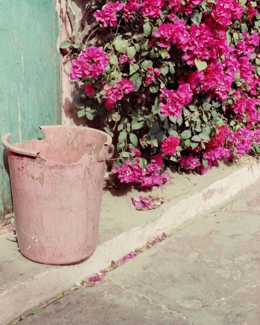 Pink bougainvillea vines climb up a weathered green wall beside a timeworn pink bucket, casting shadows on the concrete surface.