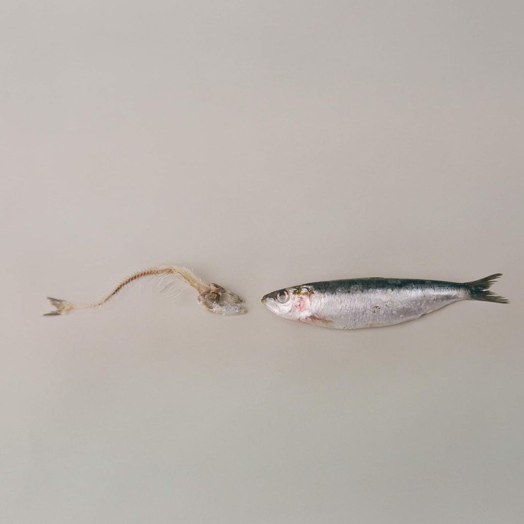 Still life studio shot of a raw whole sardine fish and a sardine fish bone skeleton, centered on a neutral background.