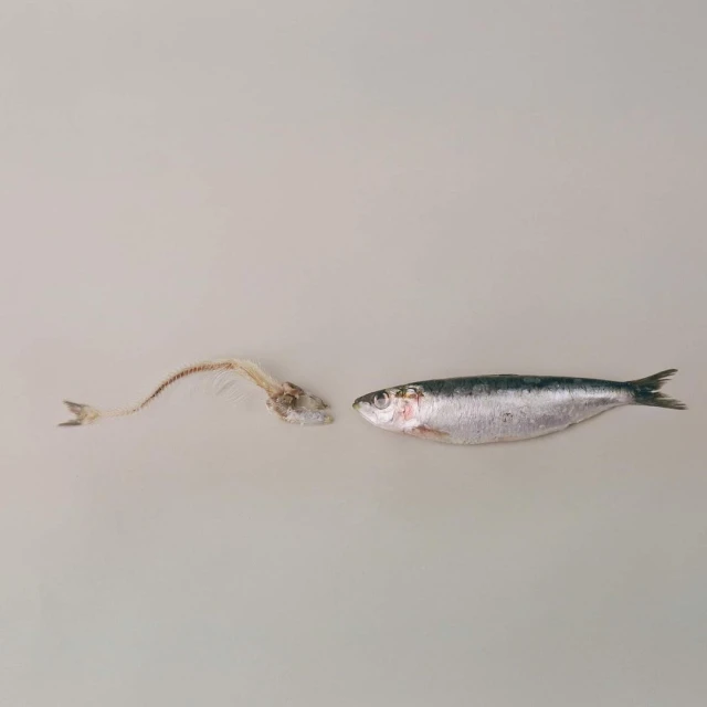 Still life studio shot of a raw whole sardine fish and a sardine fish bone skeleton, centered on a neutral background.