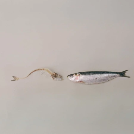 Still life studio shot of a raw whole sardine fish and a sardine fish bone skeleton, centered on a neutral background.