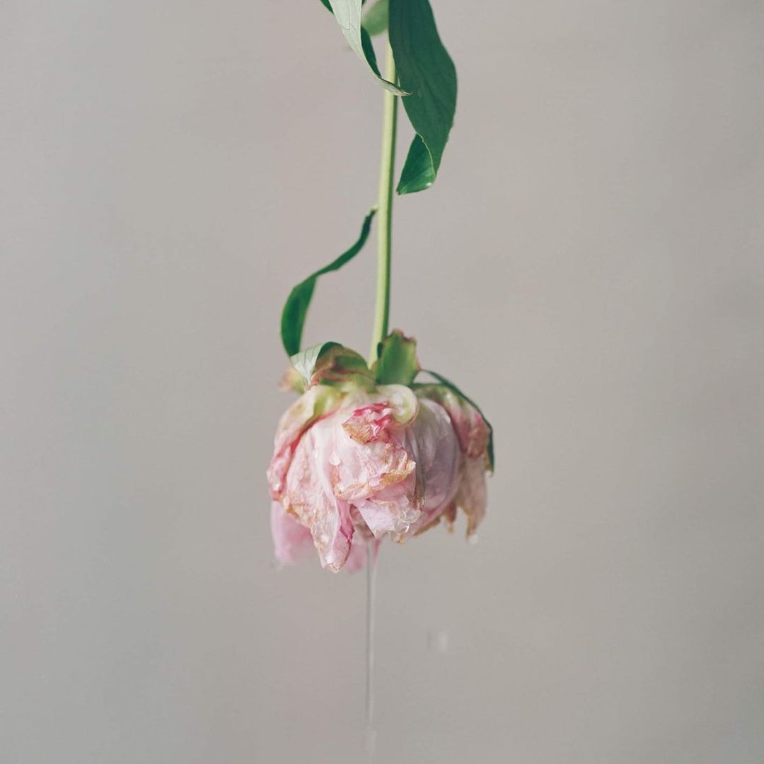 Close-up of a wilting pink peony flower with a green stem, suspended with water droplets against a neutral grey background.