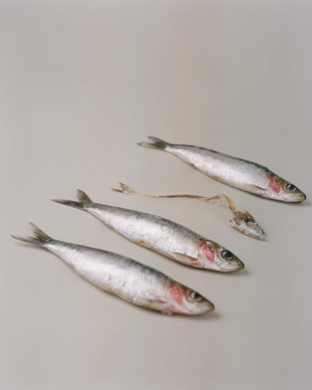 Four sardines displayed on a light grey surface, three whole and one reduced to a skeleton, creating a clean, conceptual composition.