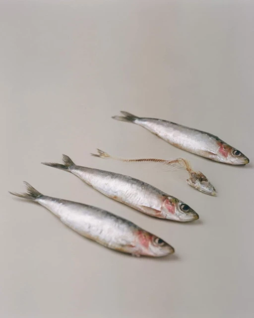 Four sardines displayed on a light grey surface, three whole and one reduced to a skeleton, creating a clean, conceptual composition.
