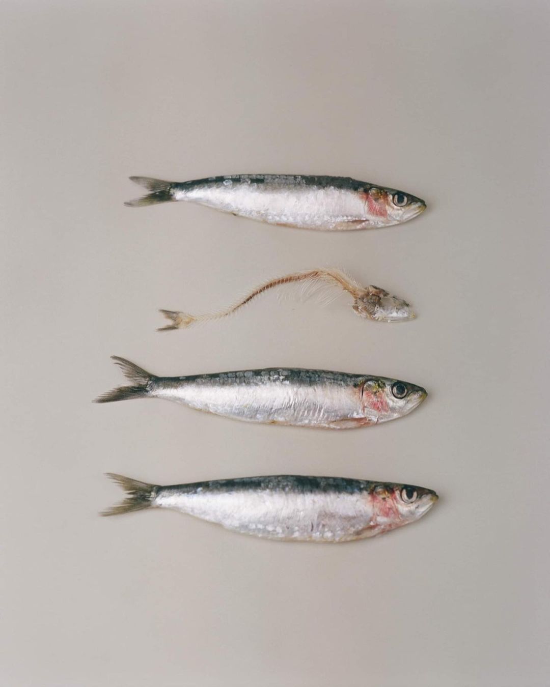 Overhead shot of four sardines, three whole and one fish skeleton, arranged vertically against a plain, neutral background, food photography.