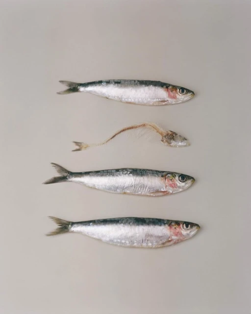 Overhead shot of four sardines, three whole and one fish skeleton, arranged vertically against a plain, neutral background, food photography.
