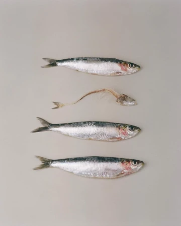 Overhead shot of four sardines, three whole and one fish skeleton, arranged vertically against a plain, neutral background, food photography.