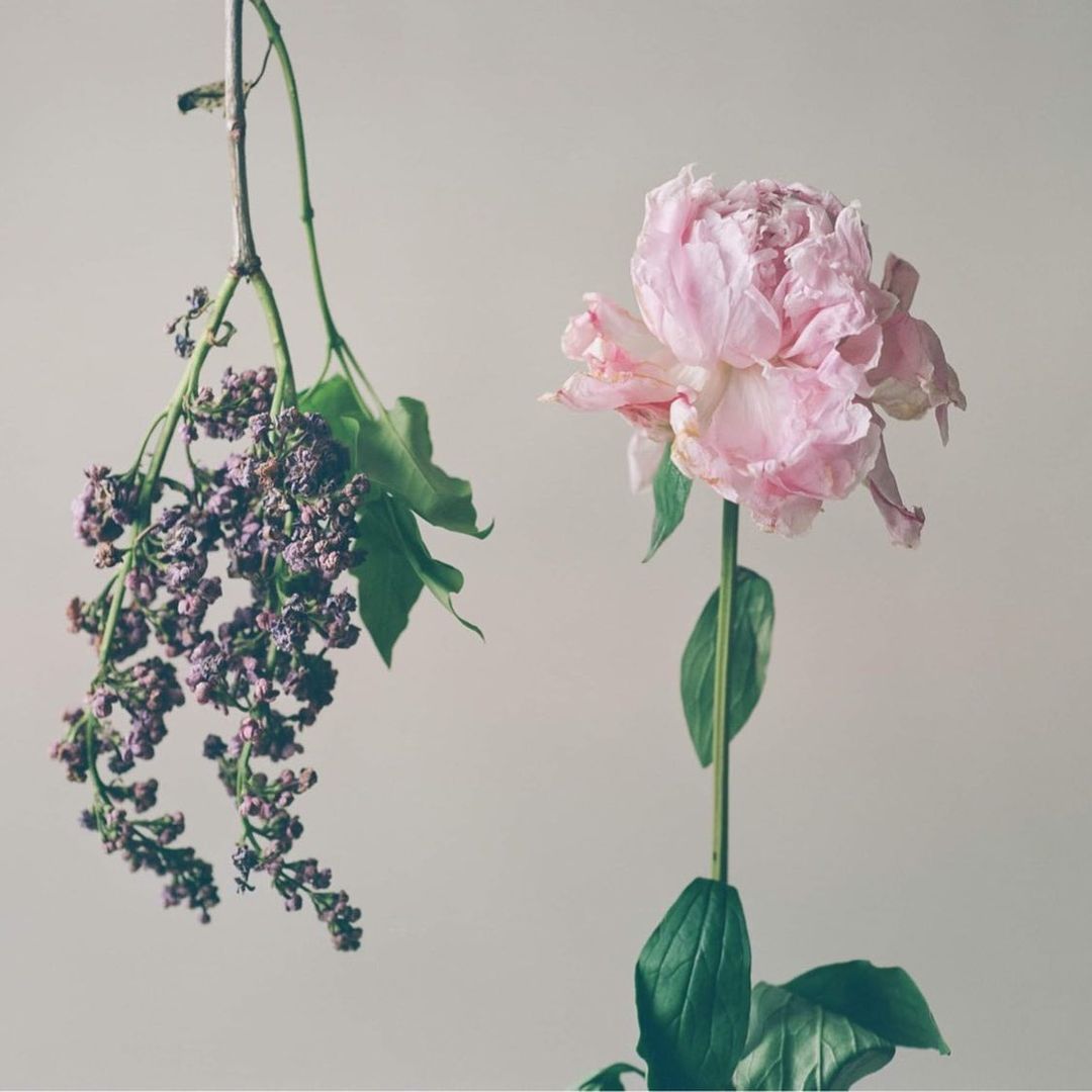 Still life of a pink peony in bloom and a drooping lilac branch against a neutral background, creating a soft, natural aesthetic.