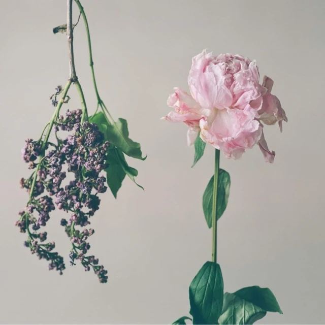 Still life of a pink peony in bloom and a drooping lilac branch against a neutral background, creating a soft, natural aesthetic.