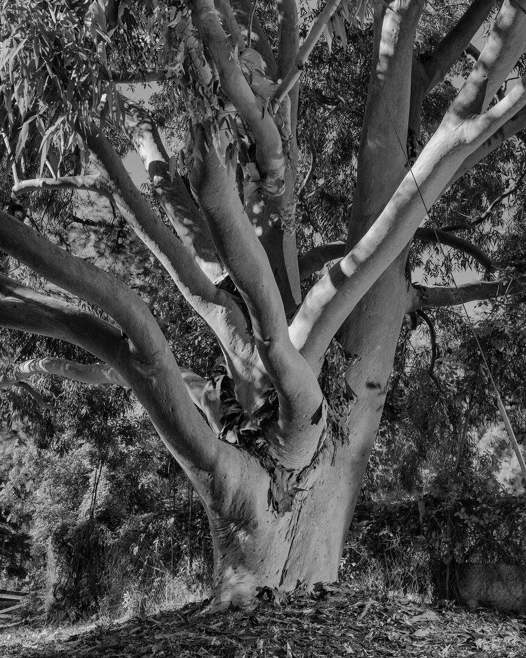 Monochrome shot of a eucalyptus tree with peeling bark and thick branches, set outdoors in a natural environment filled with foliage.