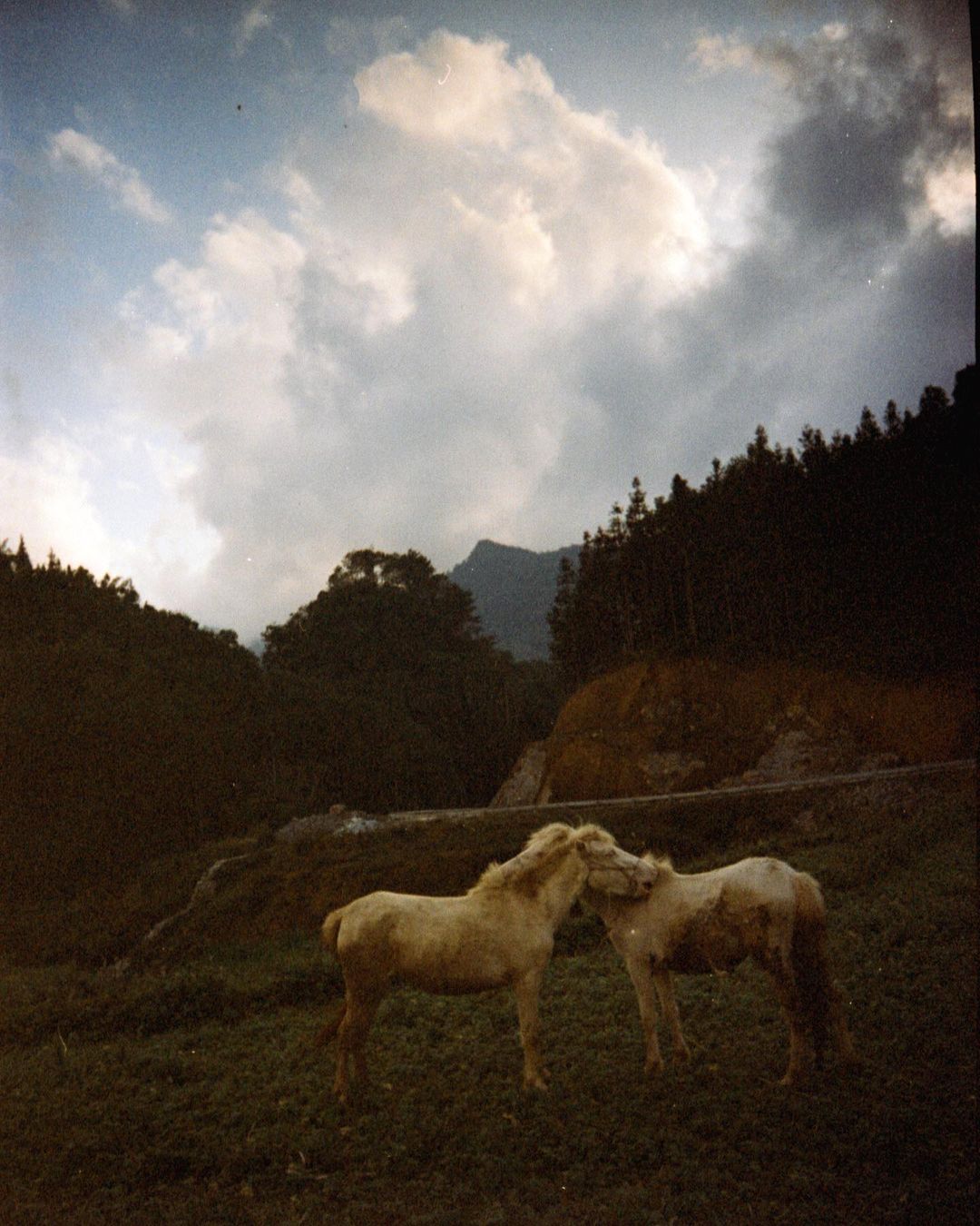 Two light-colored horses standing head to head in a grassy field with mountain backdrop under cloudy skies, evoking a sense of nature and tranquility.