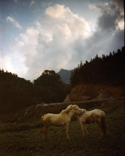 Two light-colored horses standing head to head in a grassy field with mountain backdrop under cloudy skies, evoking a sense of nature and tranquility.