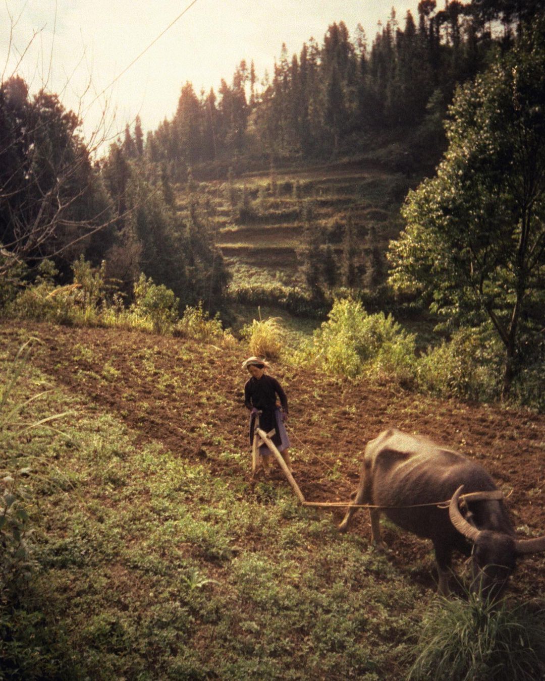 Farmer plowing a field with an ox in a rural setting, with terraced hillsides and trees in the background, under a cloudy sky.