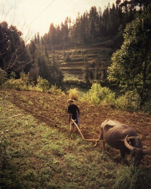 Farmer plowing a field with an ox in a rural setting, with terraced hillsides and trees in the background, under a cloudy sky.