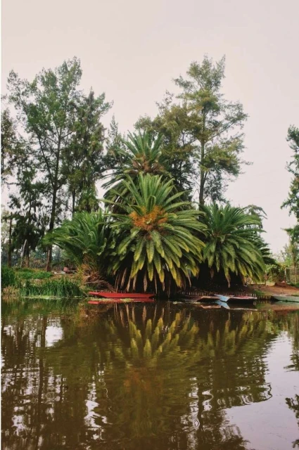 Palm trees and evergreen trees grow on an island in a lake with reflections in the water in a landscape image with natural lighting.
