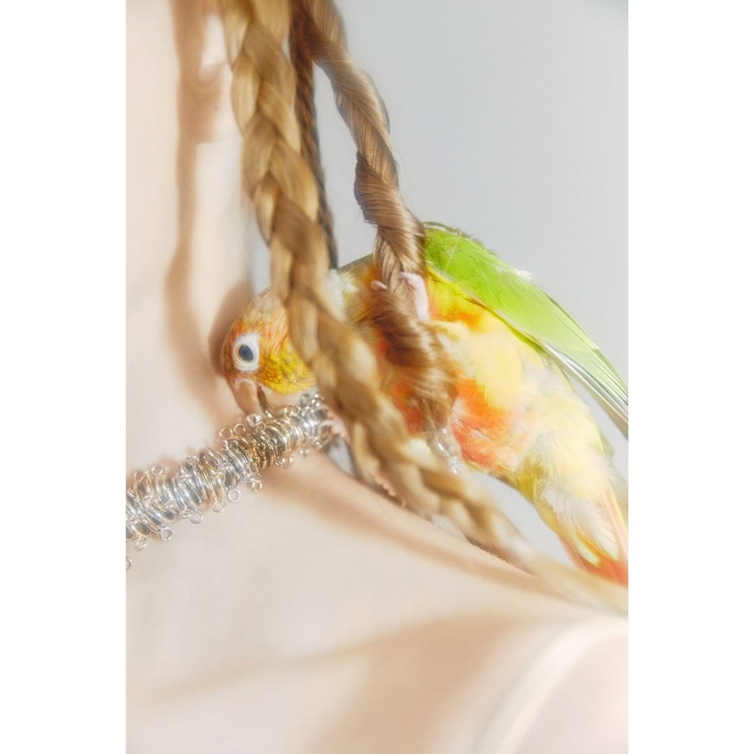 A colorful conure bird perches on a braided rope, adorned with a silver beaded collar, against a pale, soft-focus background.