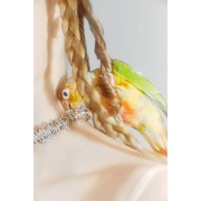 A colorful conure bird perches on a braided rope, adorned with a silver beaded collar, against a pale, soft-focus background.