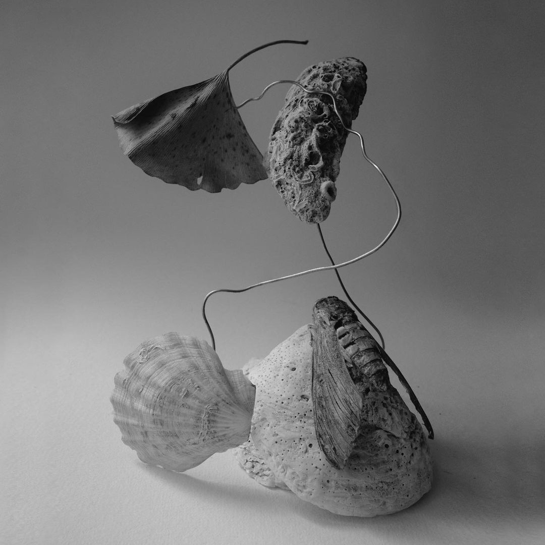 Monochrome still life of a ginkgo leaf, textured rock, seashell, and wooden block arranged with a thin wire against a plain backdrop.