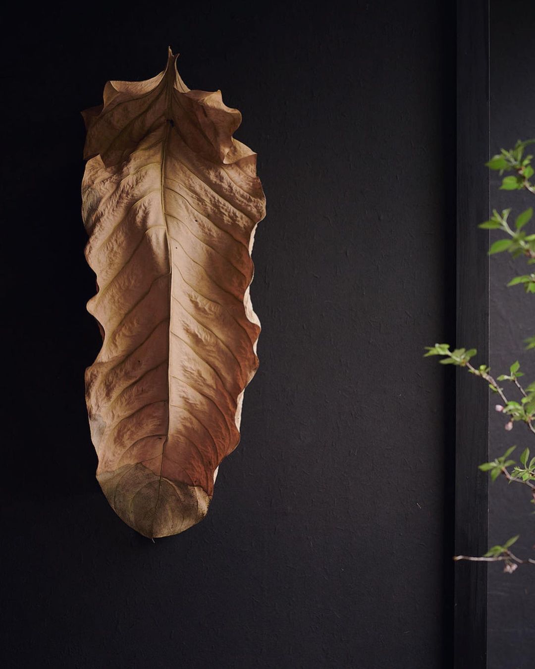 Dried leaf on dark wall, indoor. A large tan-colored leaf is mounted on a black wall. The leaf has distinct veins and jagged edges.