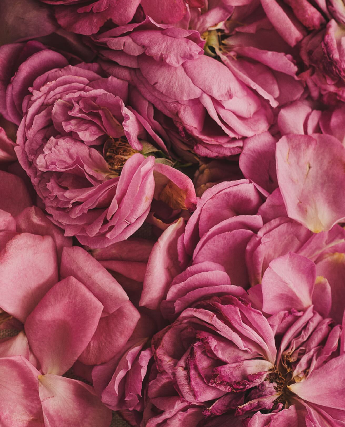 Close-up of pink roses and petals. The composition focuses on the texture and color variations within the floral arrangement.