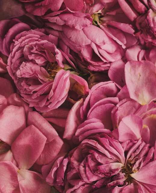 Close-up of pink roses and petals. The composition focuses on the texture and color variations within the floral arrangement.