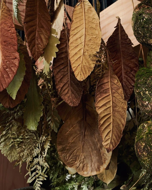 Dried leaves hang in an indoor setting, featuring brown and tan hues with some green foliage visible in the background.