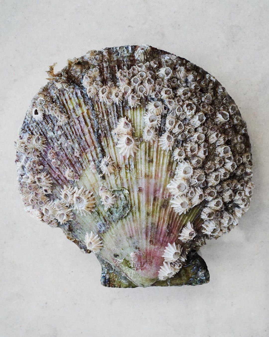 Close-up of a scallop shell covered in barnacles, showcasing its natural texture, gray, white, and purple hues on a neutral background.
