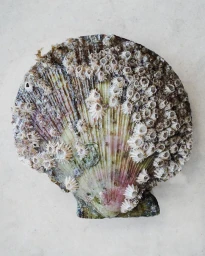A textured scallop shell covered in small barnacles photographed flat against a pale stone background.