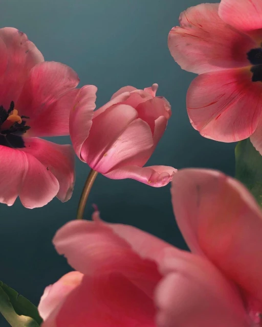 Close-up studio shot of pink tulip flowers with soft lighting against a teal background showcasing the flower's textures and delicate form.