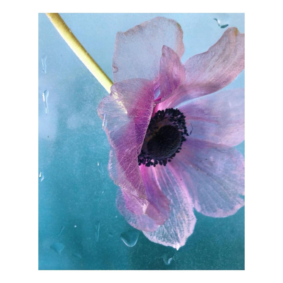 Close-up of a lavender anemone flower with a dark center and long stem against a textured blue background with water droplets.