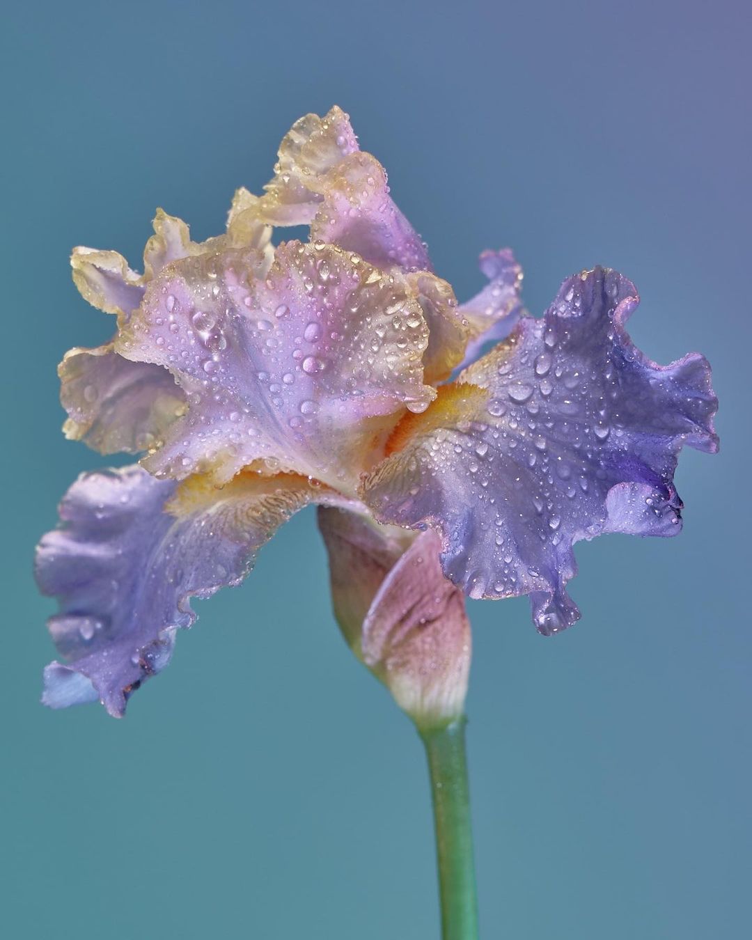 Close-up of a blue and yellow iris flower with water droplets on the petals, set against a soft blue and purple gradient background.