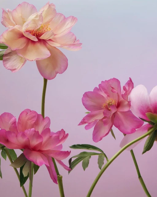 Close-up studio shot of pink and peach-colored peonies in full bloom with green stems against a soft, graduated pink and blue background.