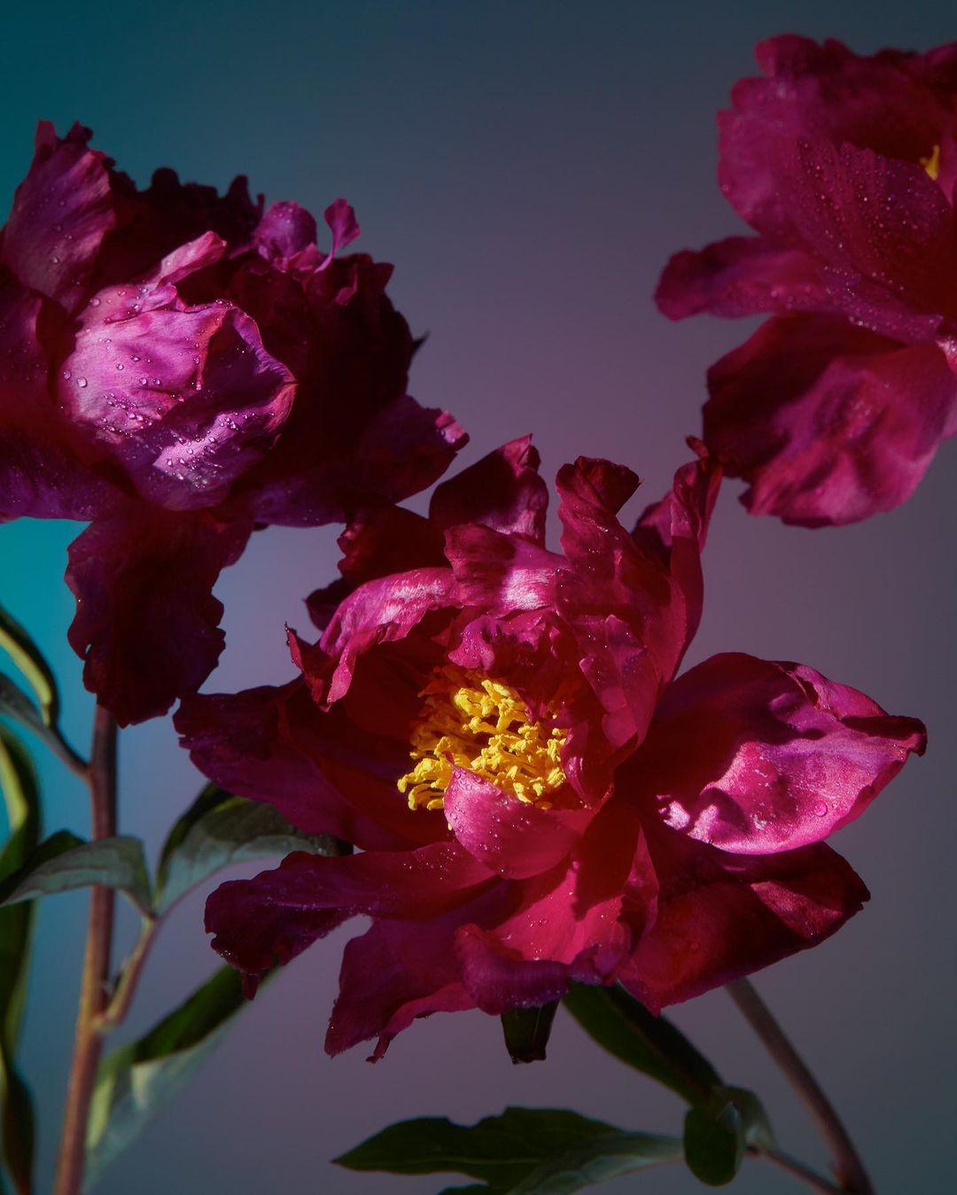Close-up studio shot of three blooming peonies with pink petals and yellow centers, stems and green leaves, set against a gradient background.