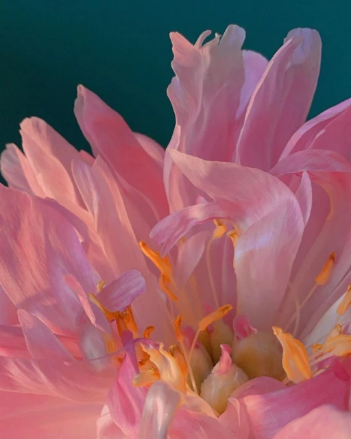 Close-up of a pink peony flower in full bloom with its petals and stamen against a solid teal background in vertical format.