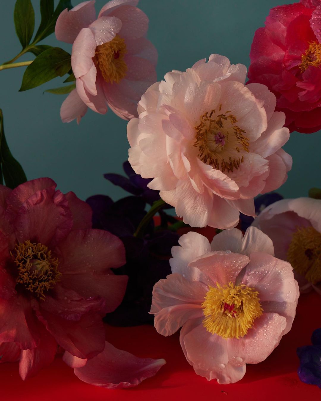 Floral still life featuring pink, red, and purple peony flowers with water droplets, arranged against a teal and red background.