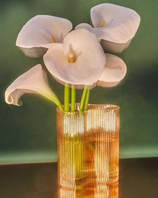 Calla lilies in a gold ribbed vase against a green background, creating an elegant and serene floral still life.