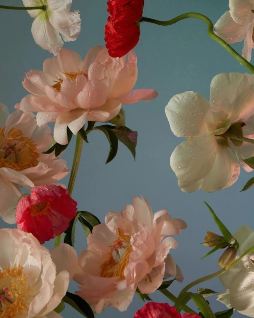 Floral still life featuring peonies and poppies in shades of pink, red, and white, with water droplets on the petals against a blue backdrop.