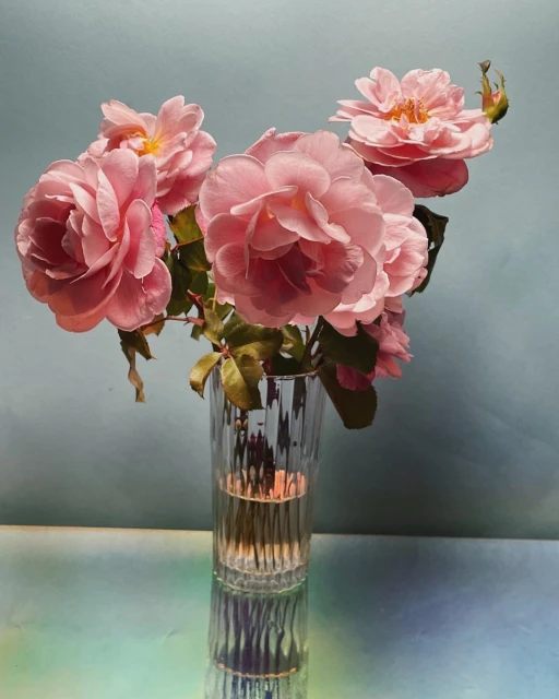 Close-up still life of delicate pink roses in a clear, fluted glass vase against a soft blue backdrop with reflections on a tabletop.