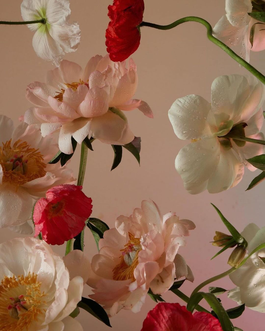 Floral still life featuring a vibrant mix of white and red peony flowers with fresh green stems against a soft, diffused light background.