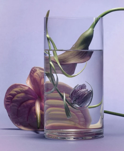 Anthurium flower next to a glass vase filled with water and another flower, against a soft lavender backdrop, showcasing a still life.