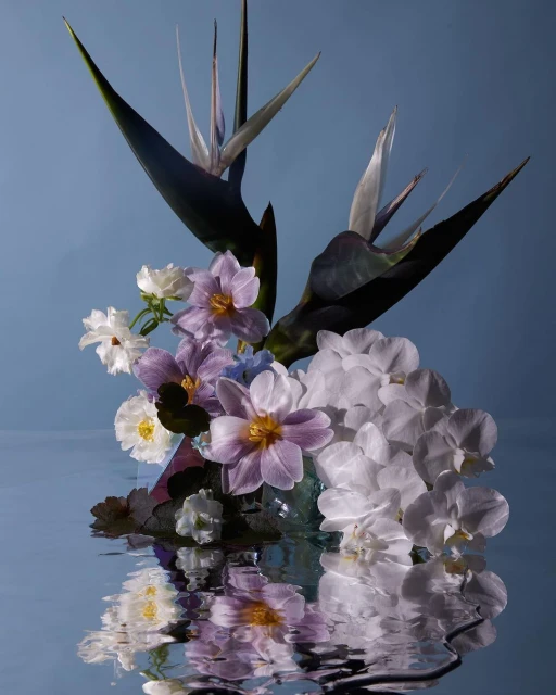 Still life photograph of white orchids, bird of paradise, and purple flowers in water against a blue background, with soft lighting.