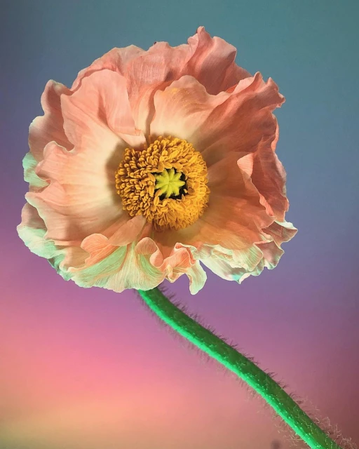 Close-up studio shot of a single peach-colored poppy flower with a yellow center and a green stem against a softly diffused background.