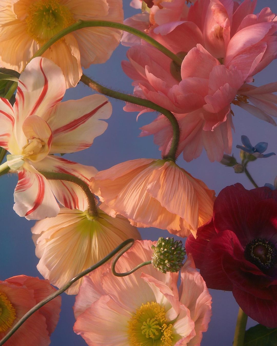 Close-up of peach and pink poppy flowers against a soft blue backdrop, showcasing intricate petals and stems, with a serene and colorful floral display.