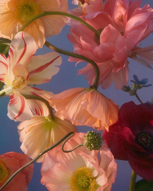 Close-up of peach and pink poppy flowers against a soft blue backdrop, showcasing intricate petals and stems, with a serene and colorful floral display.