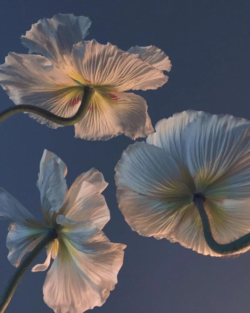 Three white poppy flowers with visible stems, petals, and seedheads, viewed from below against a blurred blue background in a botanical composition.